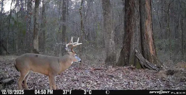 $124,500 | 1851 Swamp Road, Carthage, MS 39051