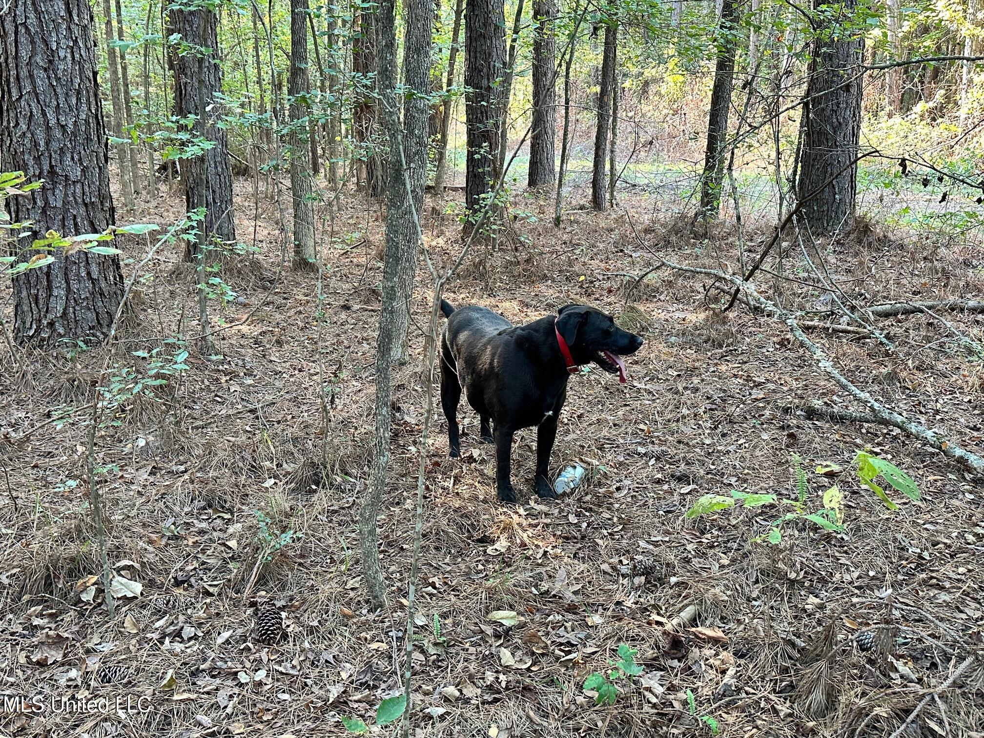 1851 Swamp Road Carthage, MS 39051 - Photo 16 of 31 IMG_5810