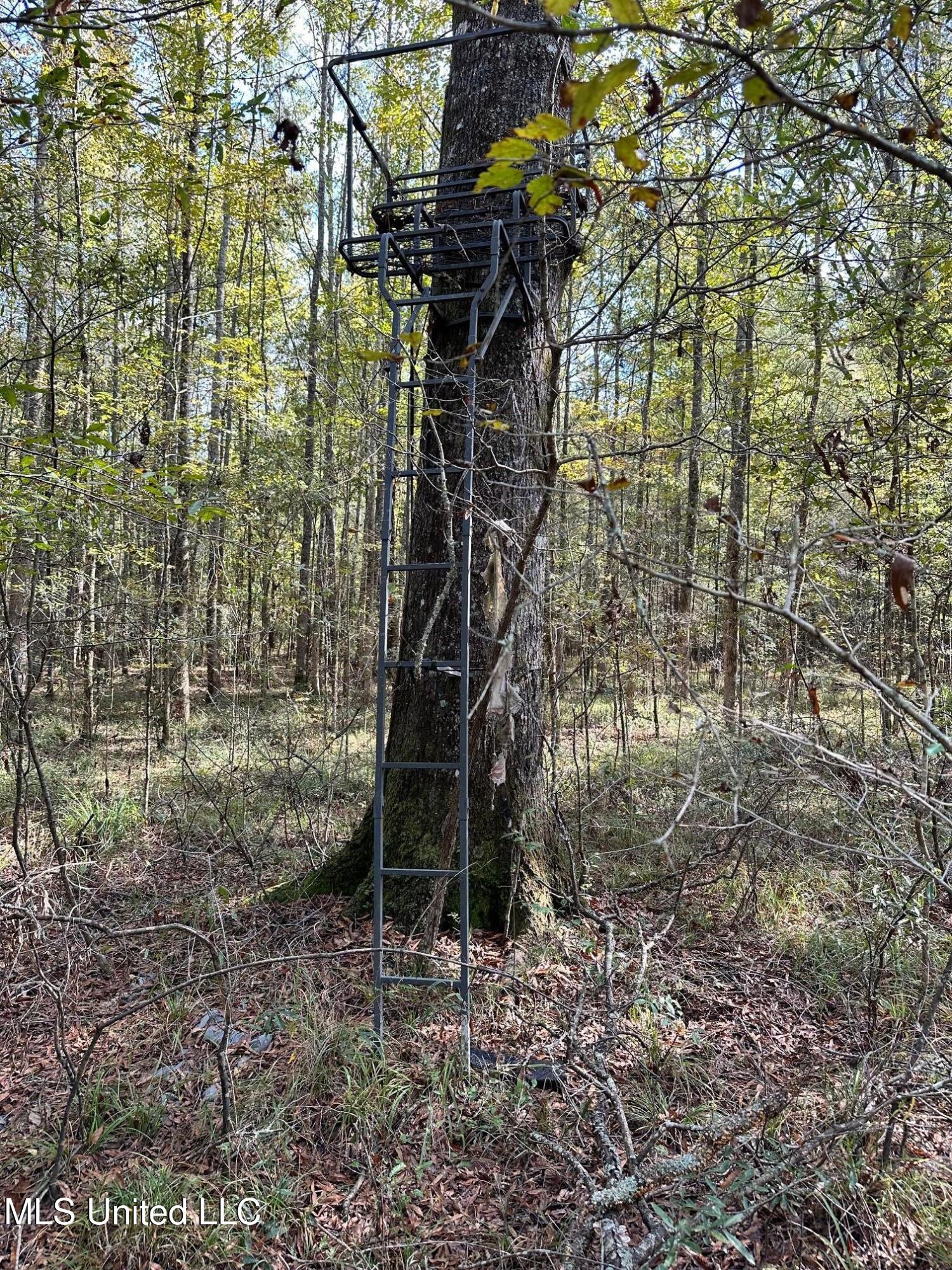 1851 Swamp Road Carthage, MS 39051 - Photo 19 of 31 IMG_6506