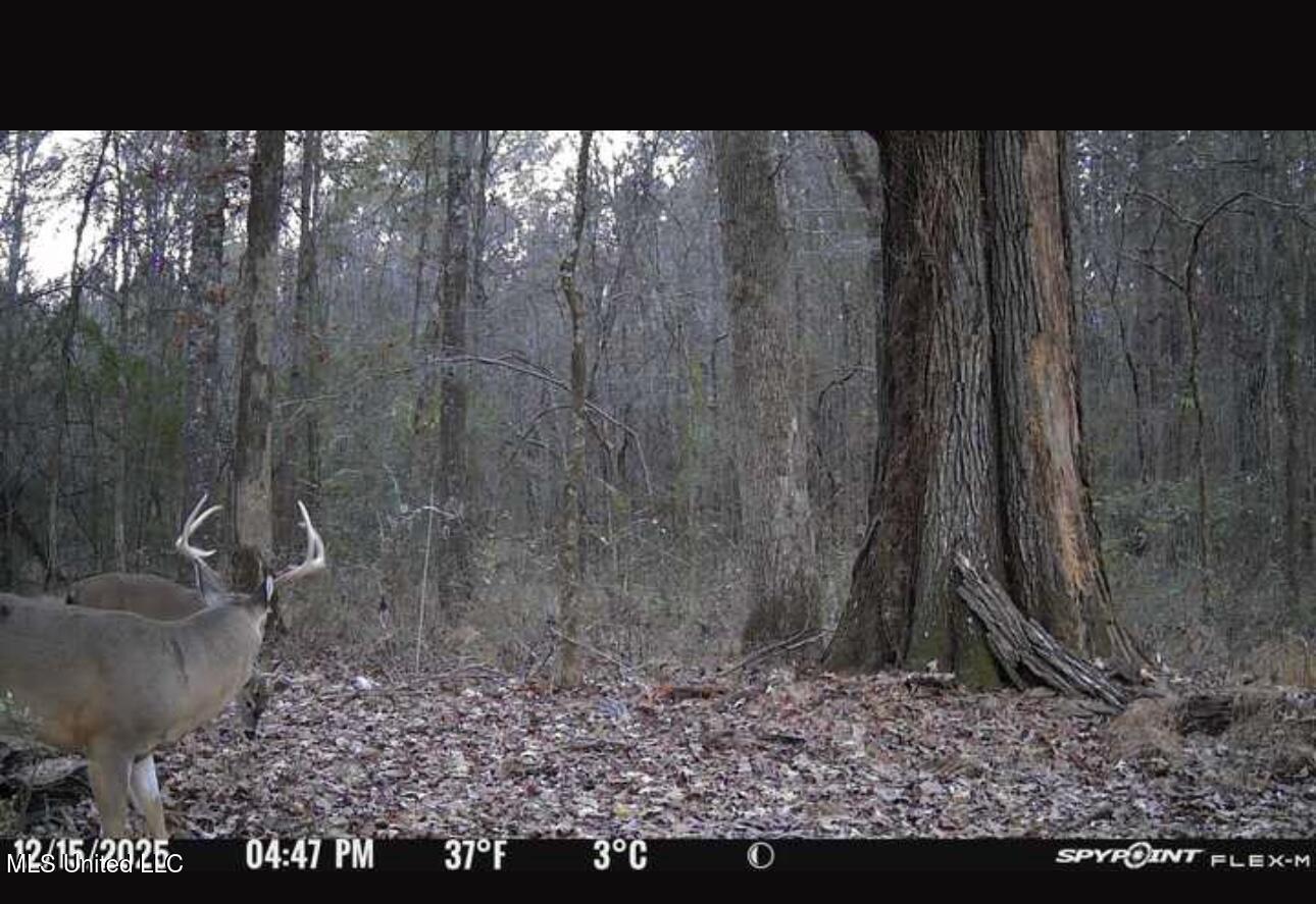 1851 Swamp Road Carthage, MS 39051 - Photo 2 of 31 12-15-25