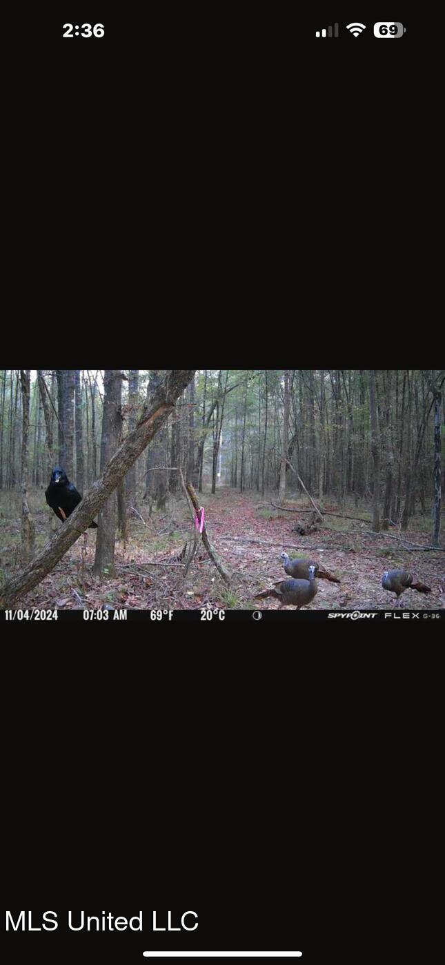 1851 Swamp Road Carthage, MS 39051 - Photo 25 of 31 IMG_6540