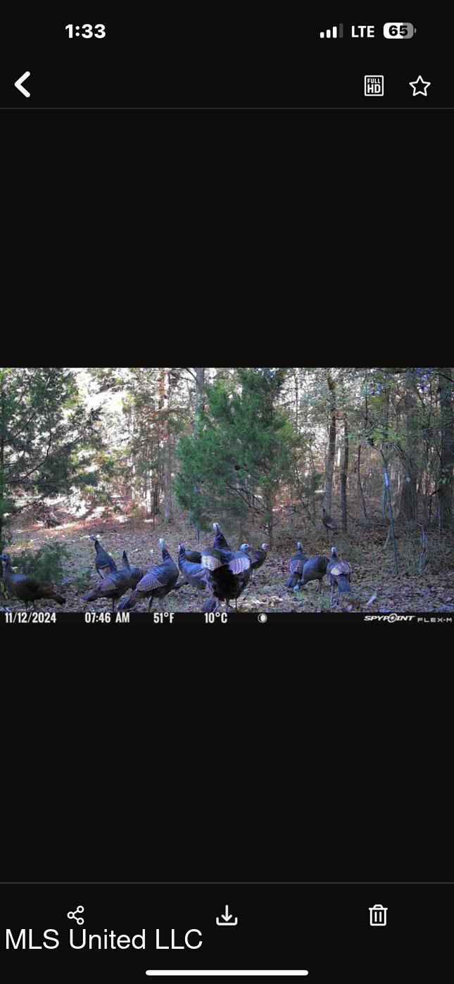 1851 Swamp Road Carthage, MS 39051 - Photo 26 of 31 IMG_6646