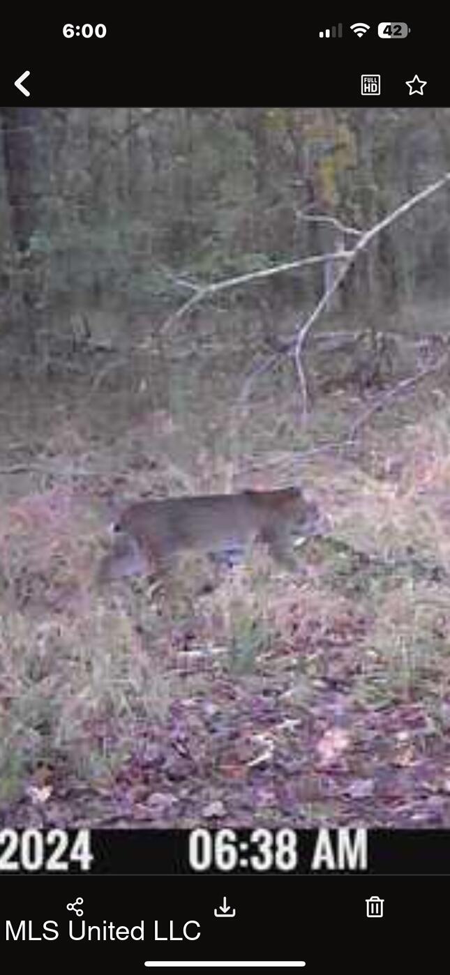 1851 Swamp Road Carthage, MS 39051 - Photo 27 of 31 IMG_6970