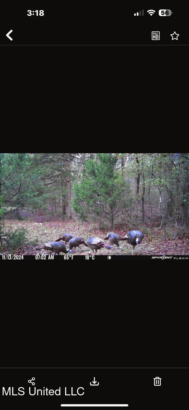 1851 Swamp Road Carthage, MS 39051 - Photo 28 of 31 IMG_7113