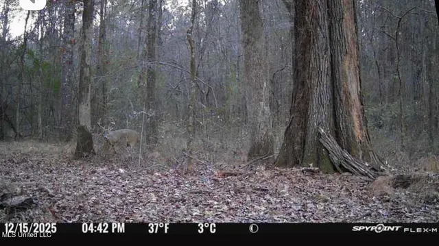 $124,400 | 1851 Swamp Road, Carthage, MS 39051