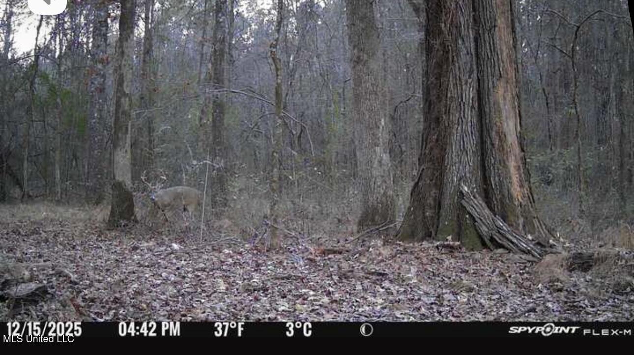 1851 Swamp Road Carthage, MS 39051 - Photo 3 of 31 12-15-25