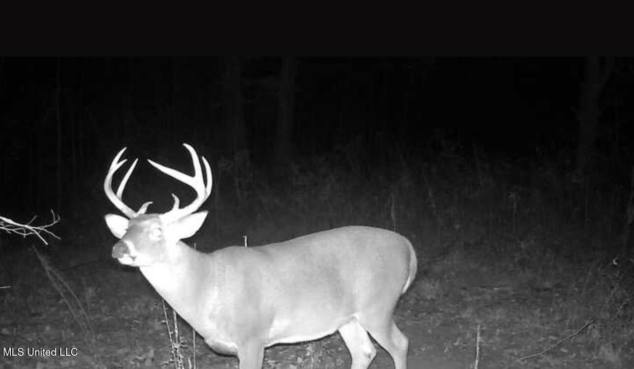 1851 Swamp Road Carthage, MS 39051 - Photo 4 of 31 IMG_6713