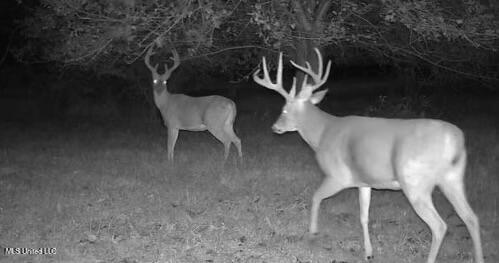 1851 Swamp Road Carthage, MS 39051 - Photo 5 of 31 IMG_9210