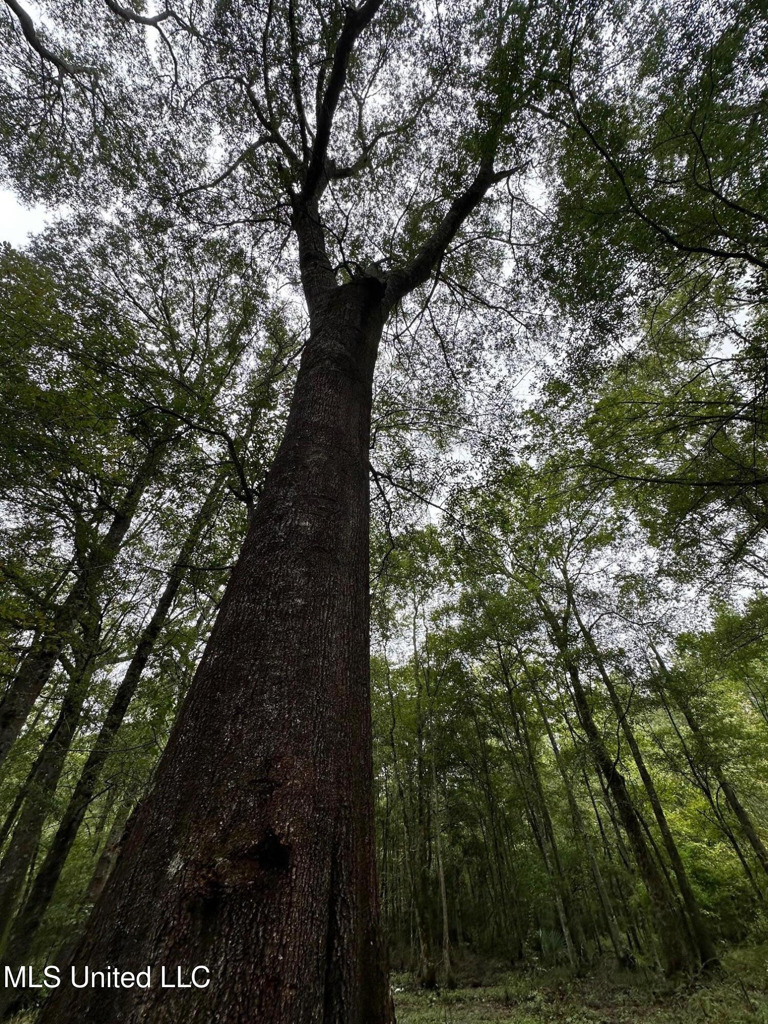 1851 Swamp Road Carthage, MS 39051 - Photo 10 of 31 IMG_5185