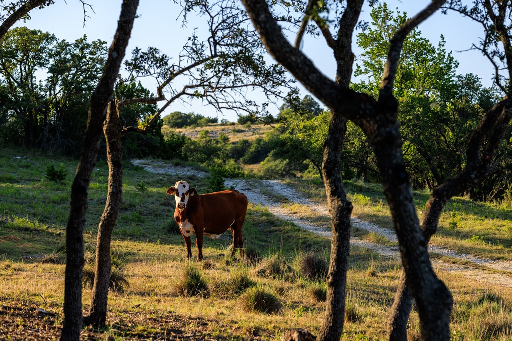 0 Delaware Creek Road Blanco, TX 78606 - Photo 13 of 16 Gallery Image 13