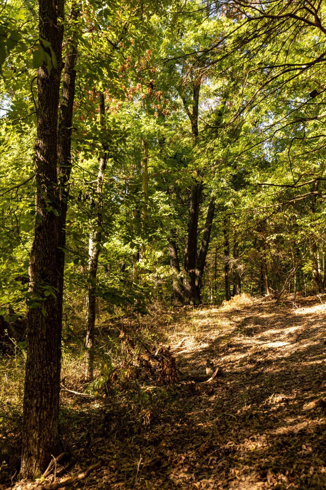 0 Watts Road Rogersville, MO 65742 - Photo 28 of 51 28-HT9A5657