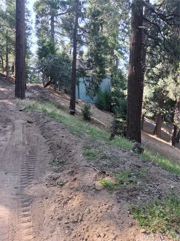 a view of a forest that has large trees