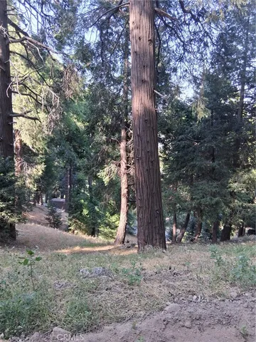 a view of a forest filled with trees
