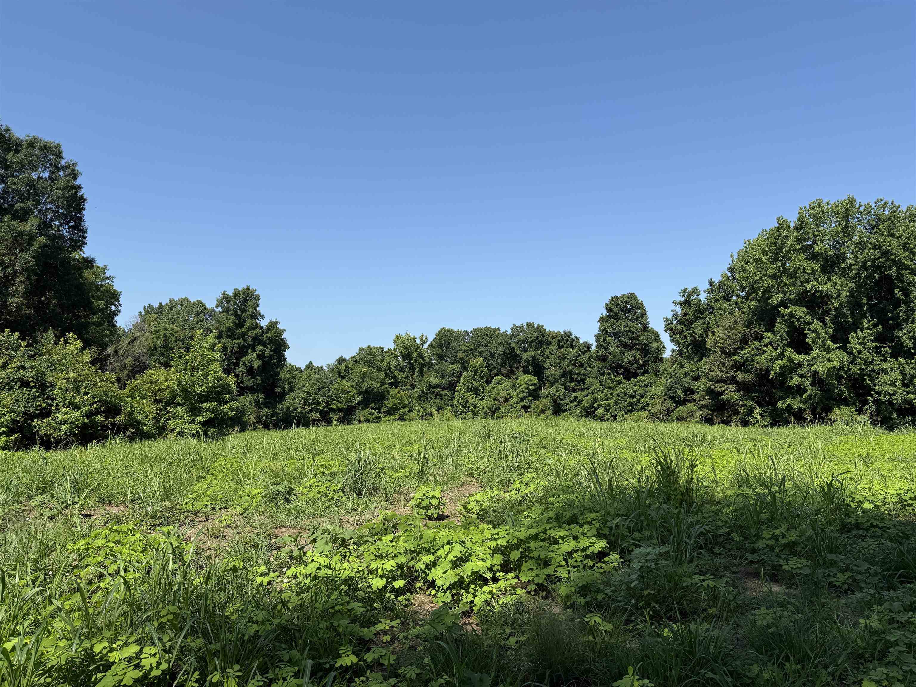 0 Dixon Road Millington, TN 38053 - Photo 11 of 14 a view of a grassy field with trees
