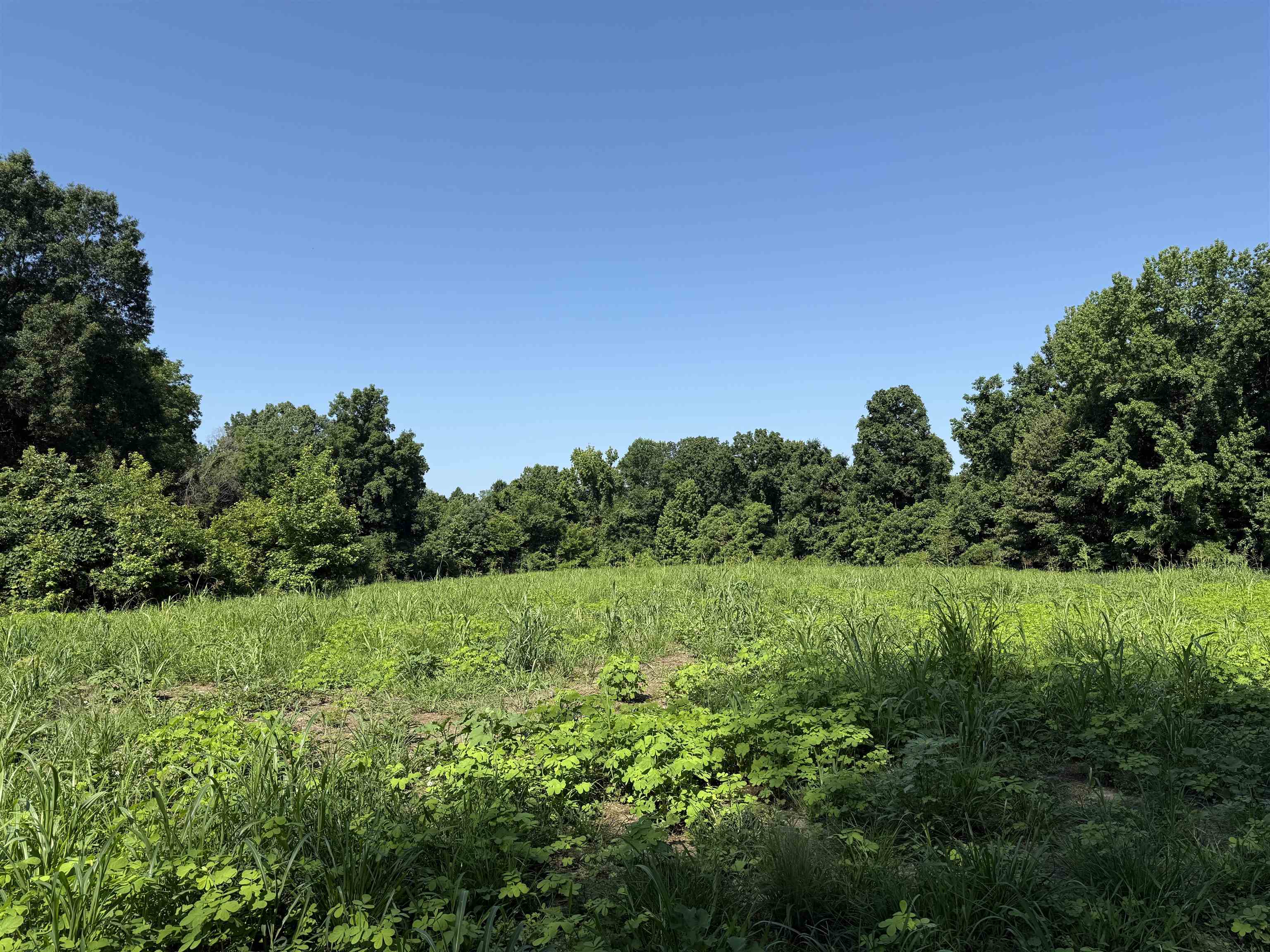 0 Dixon Road Millington, TN 38053 - Photo 12 of 14 a view of a lush green space