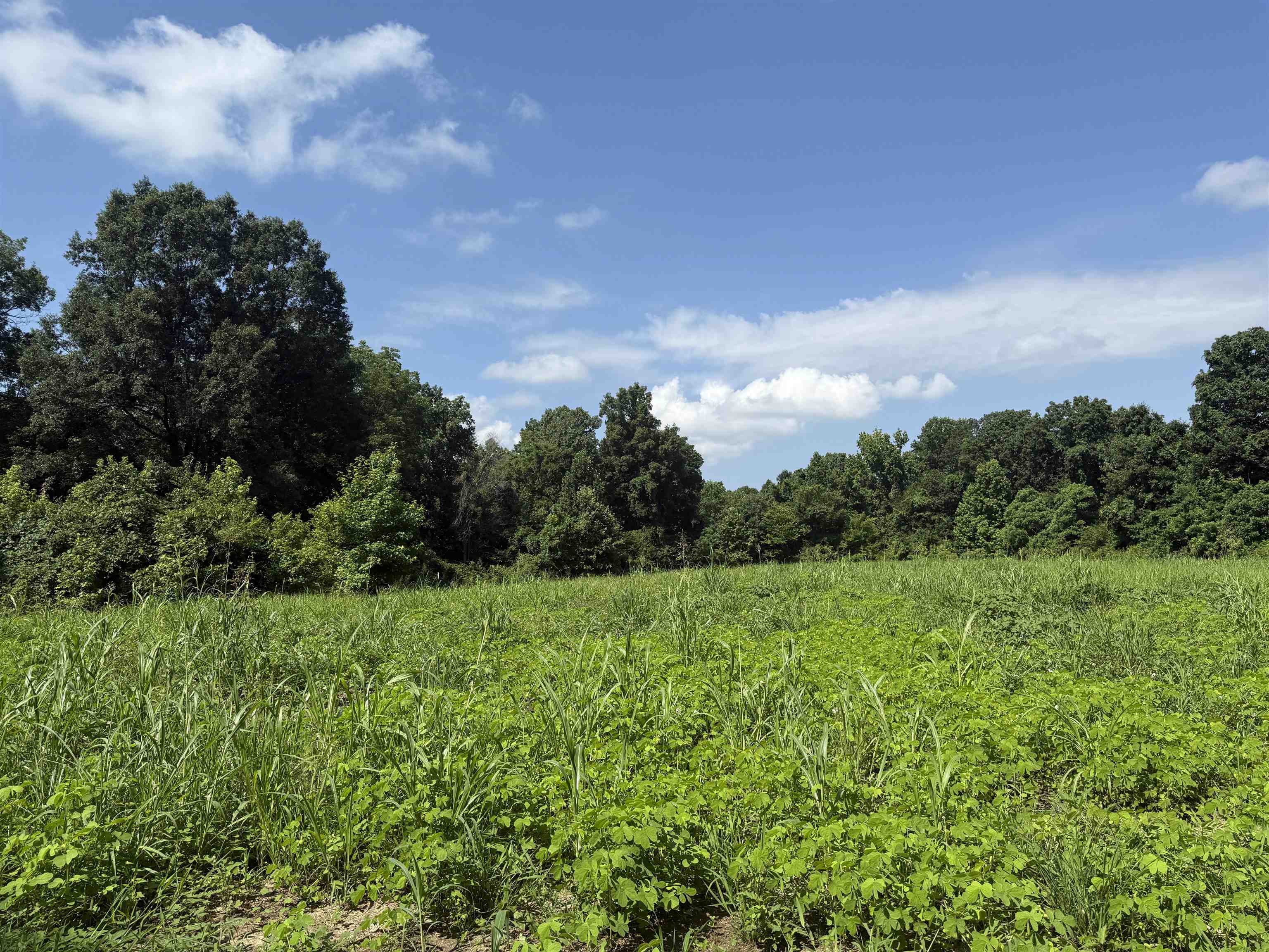 0 Dixon Road Millington, TN 38053 - Photo 2 of 14 View of wooded area