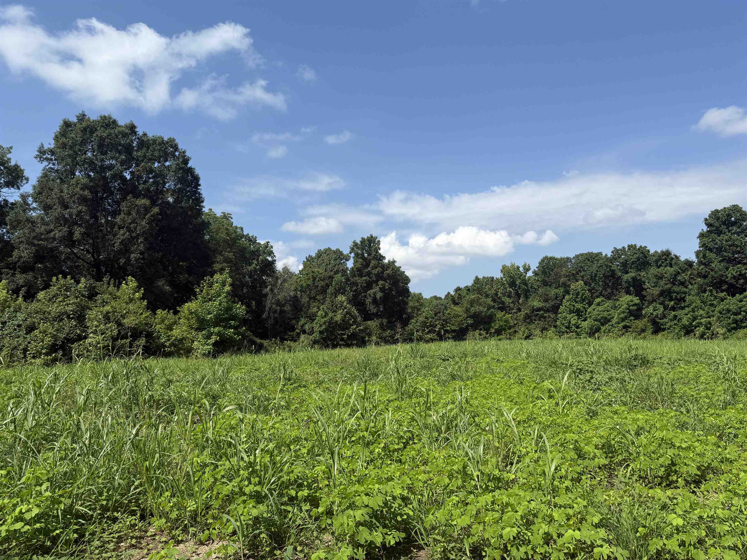 0 Dixon Road Millington, TN 38053 - Photo 3 of 14 View of tree filled area