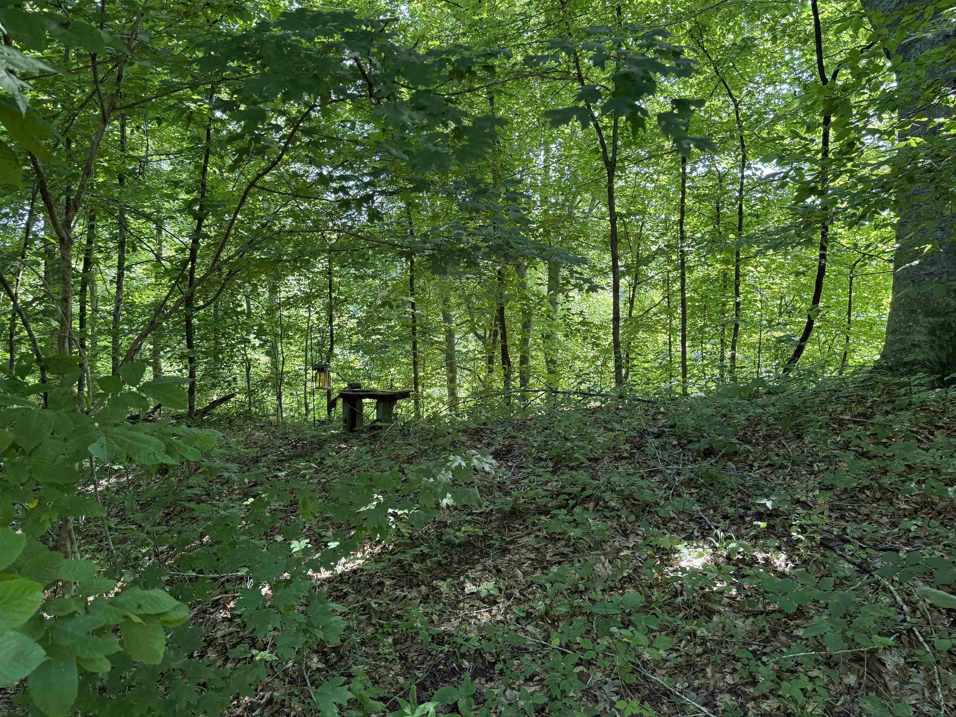 0 Dixon Road Millington, TN 38053 - Photo 7 of 14 a green field with lots of trees