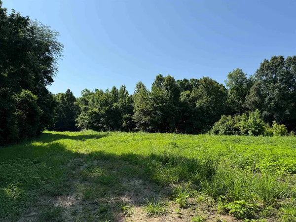 a view of a lush green space