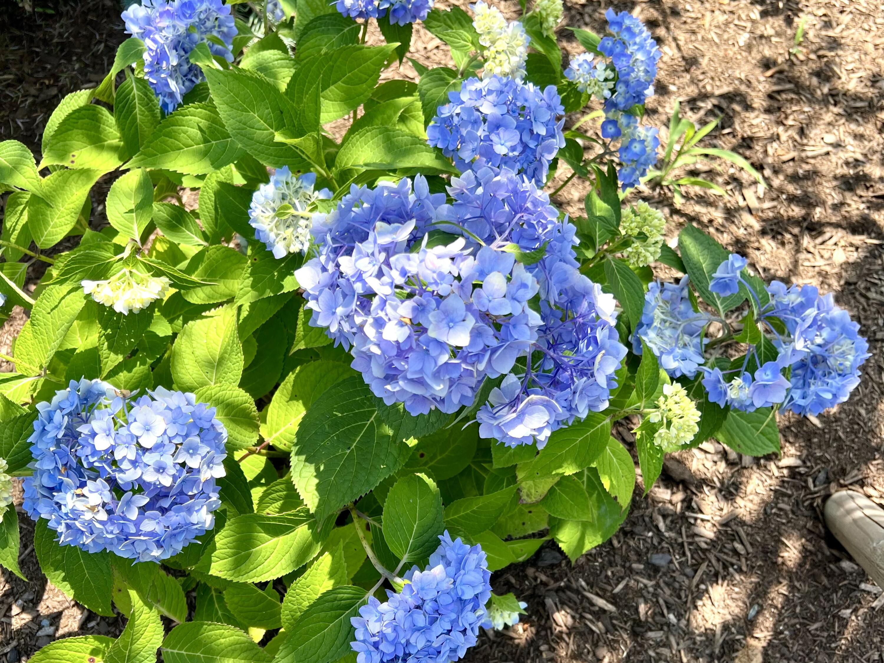 1 Vanessa Way Saco, ME 04072 - Photo 55 of 61 1 Vanessa Lane