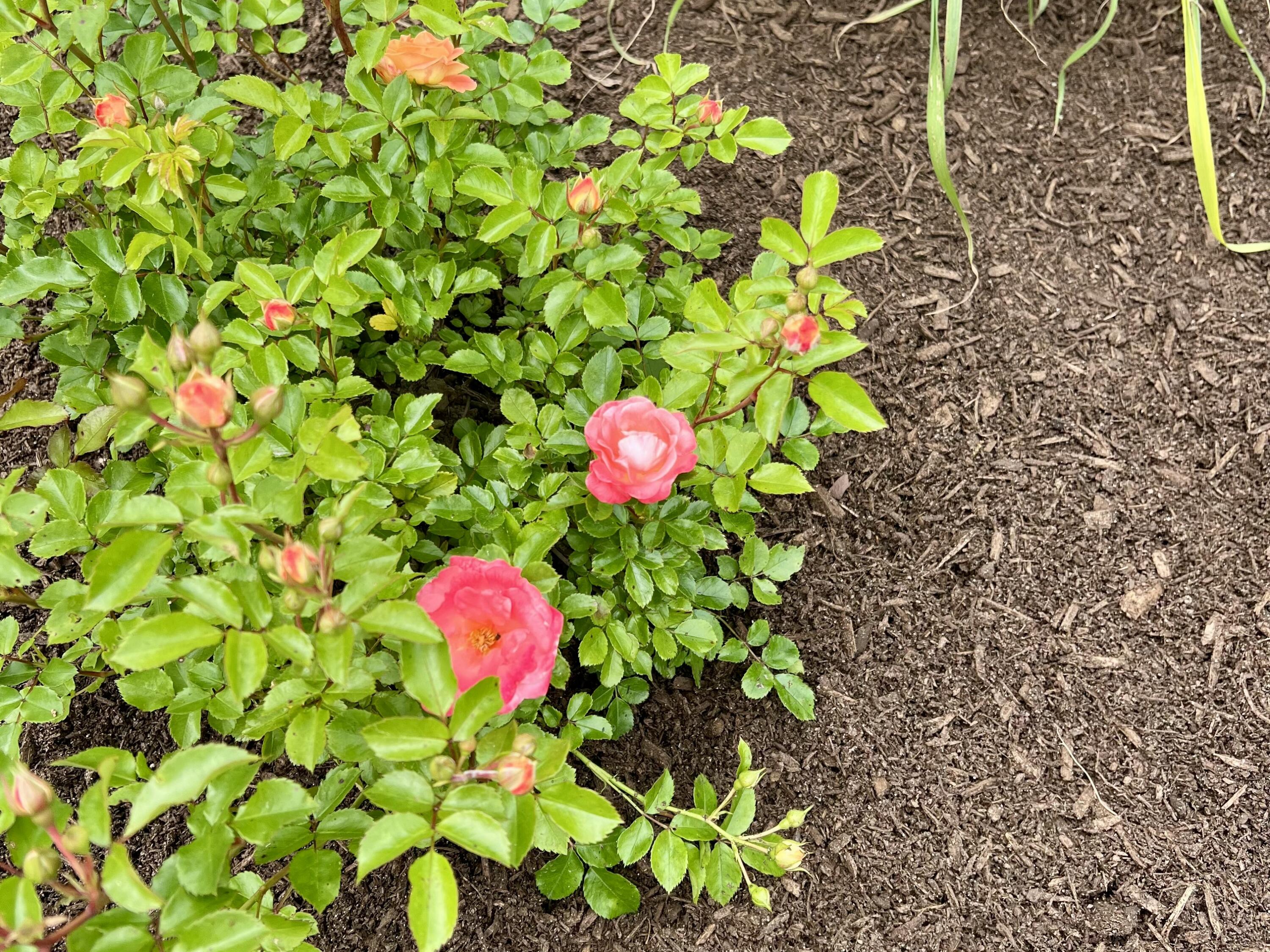 1 Vanessa Way Saco, ME 04072 - Photo 61 of 61 1 Vanessa Lane