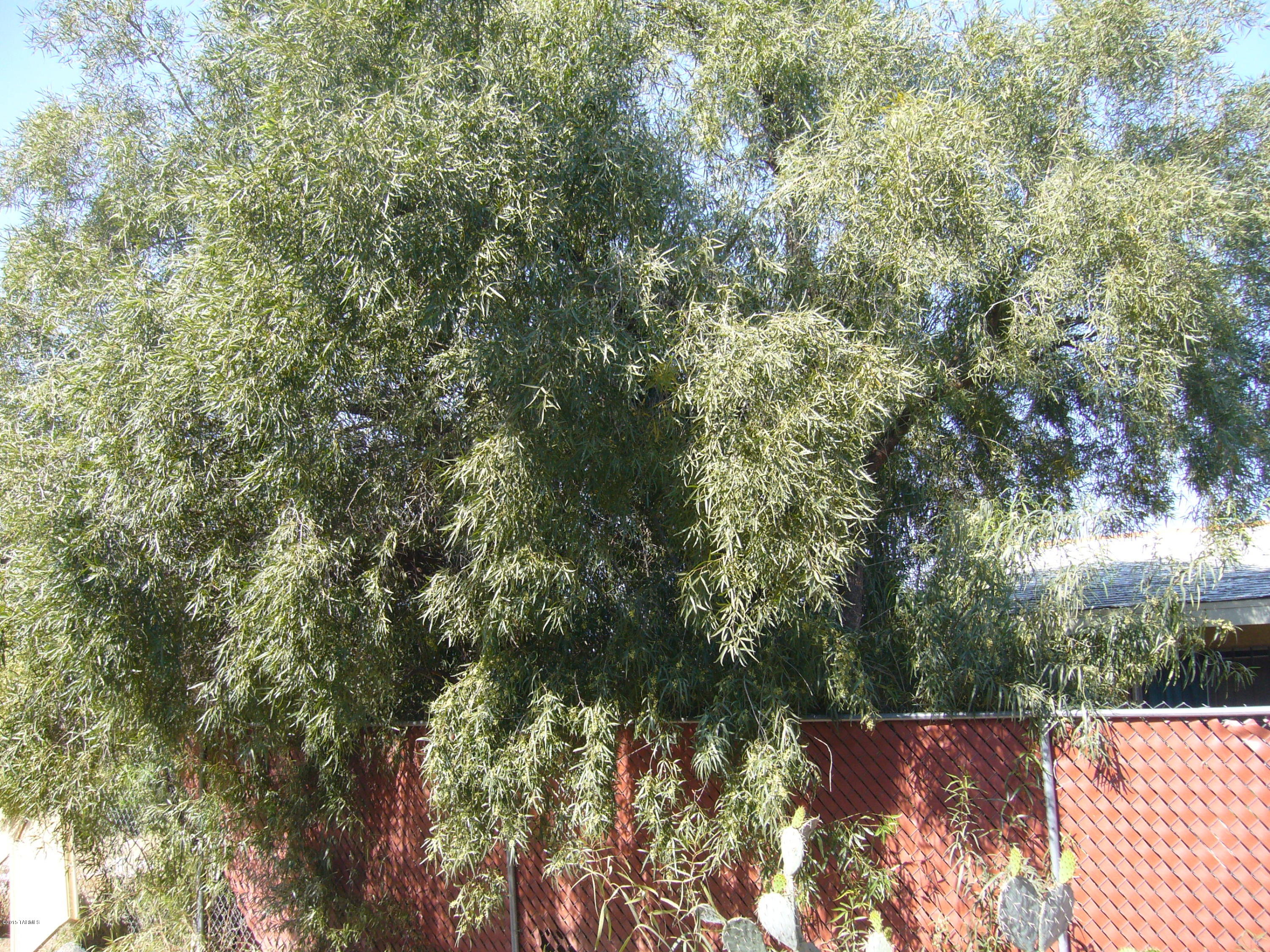 1243 West Kleindale Road Tucson, AZ 85705 - Photo 7 of 46 a view of outdoor space and yard