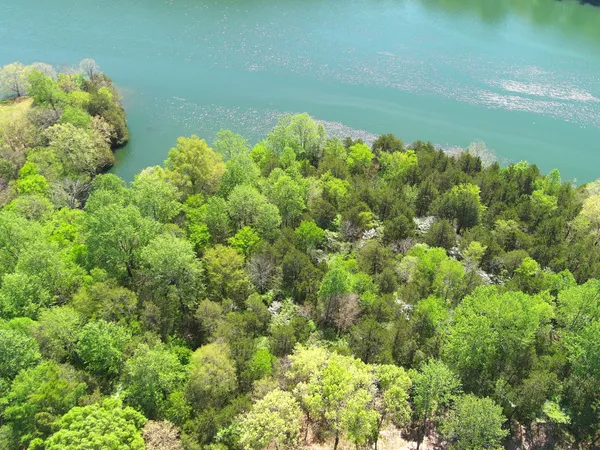 a view of a forest with a tree