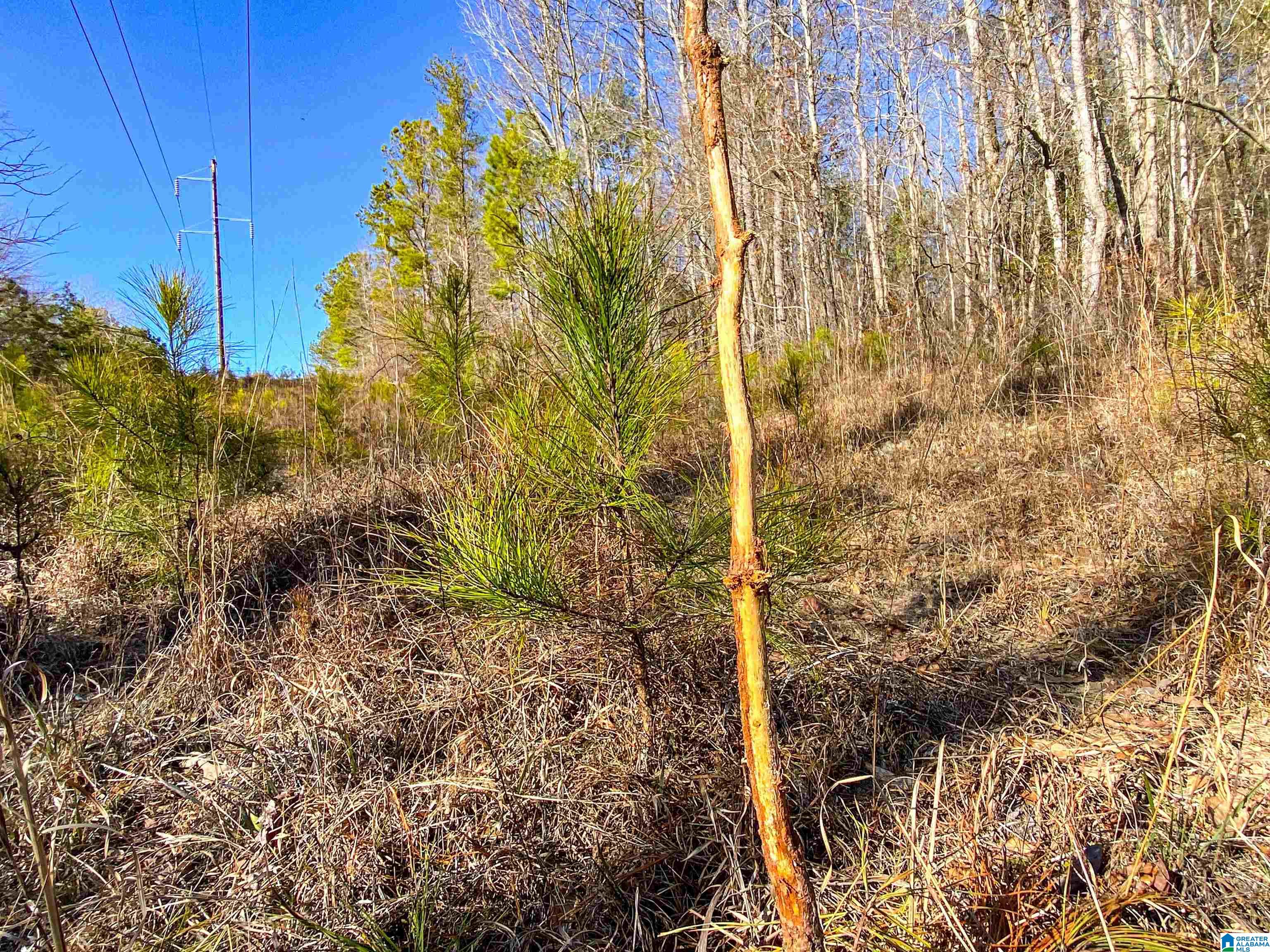 339 County Road Nauvoo, AL 35578 - Photo 50 of 57