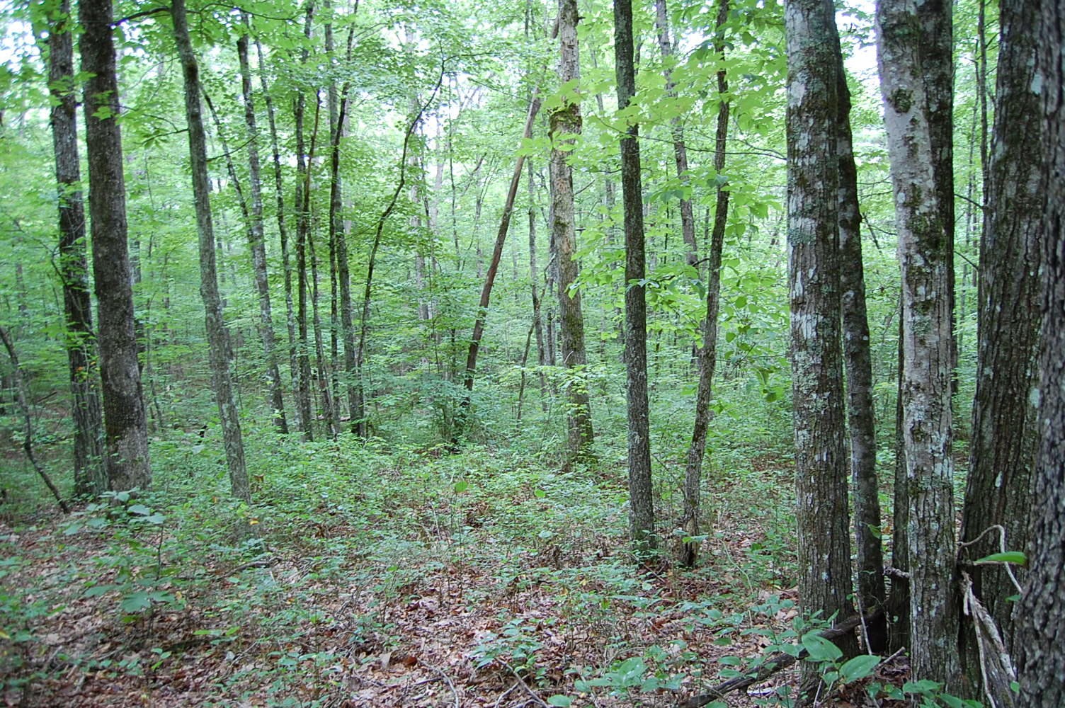 11 Flat Mountain Road Dunlap, TN 37327 - Photo 18 of 24 Gallery Image 18