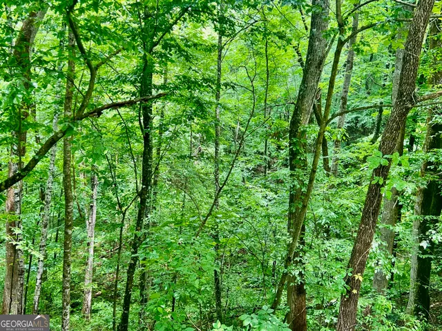 a view of a lush green forest