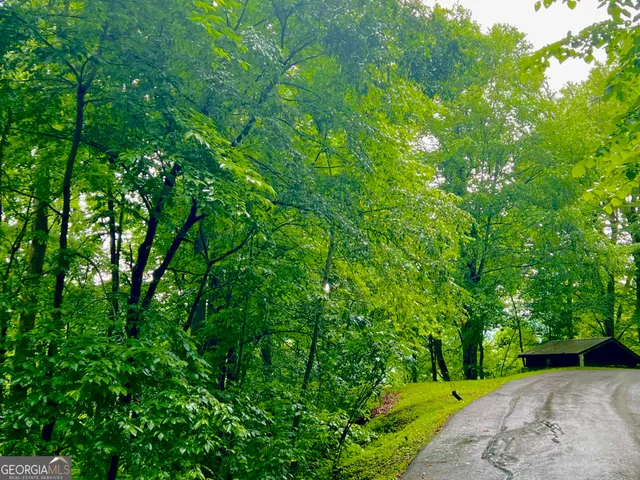 a view of a yard with plants and large trees