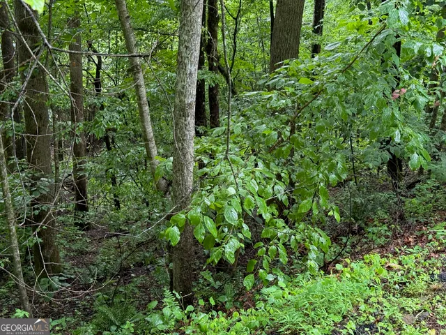 a view of a lush green forest