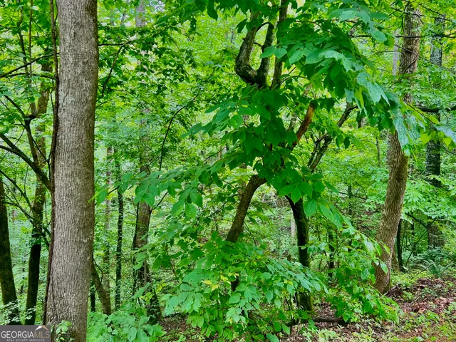 a view of a lush green forest