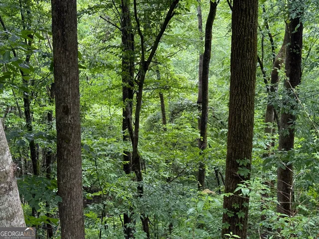 a view of lush green forest