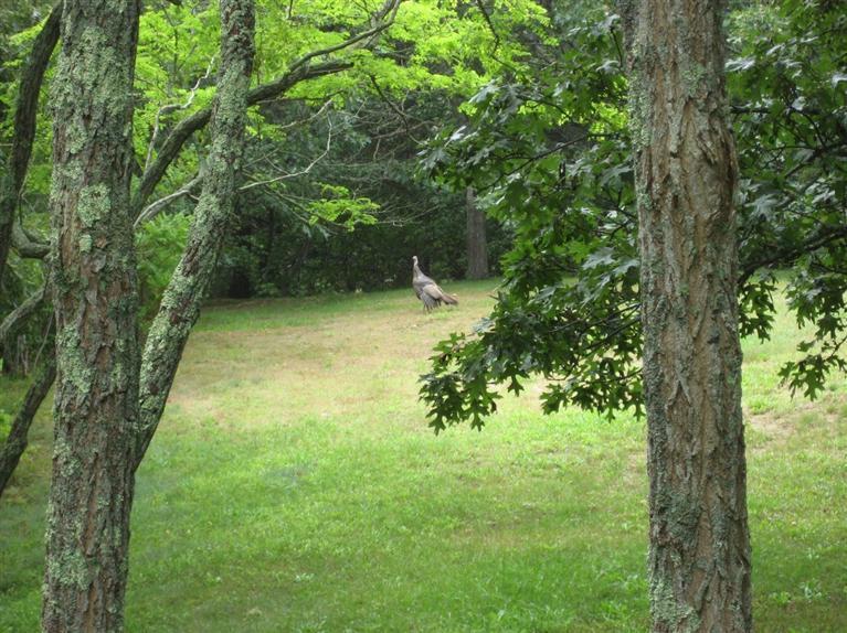 9 Arrowhead Farm Road Truro, MA 02666 - Photo 6 of 30 a view of yard with green space
