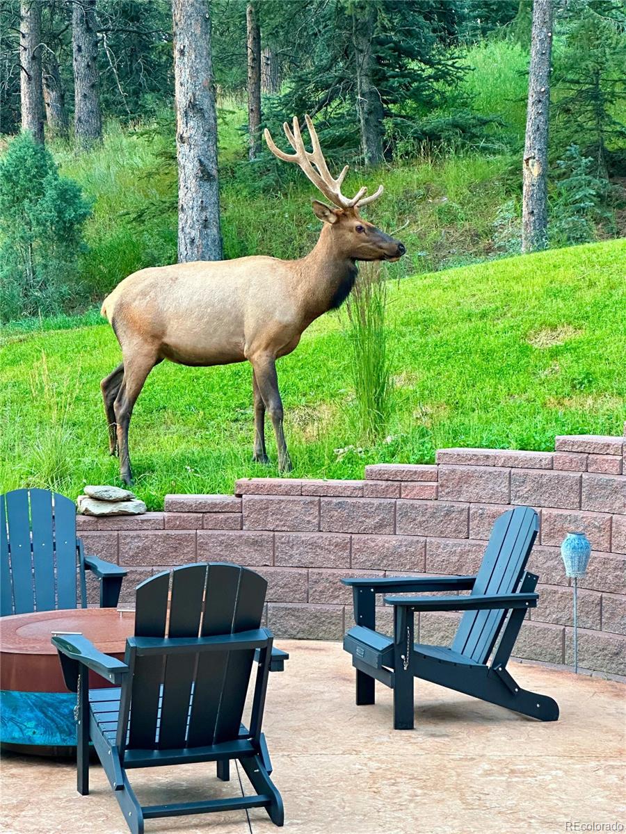 417 Witter Gulch Road Evergreen, CO 80439 - Photo 28 of 39 a view of backyard with seating space