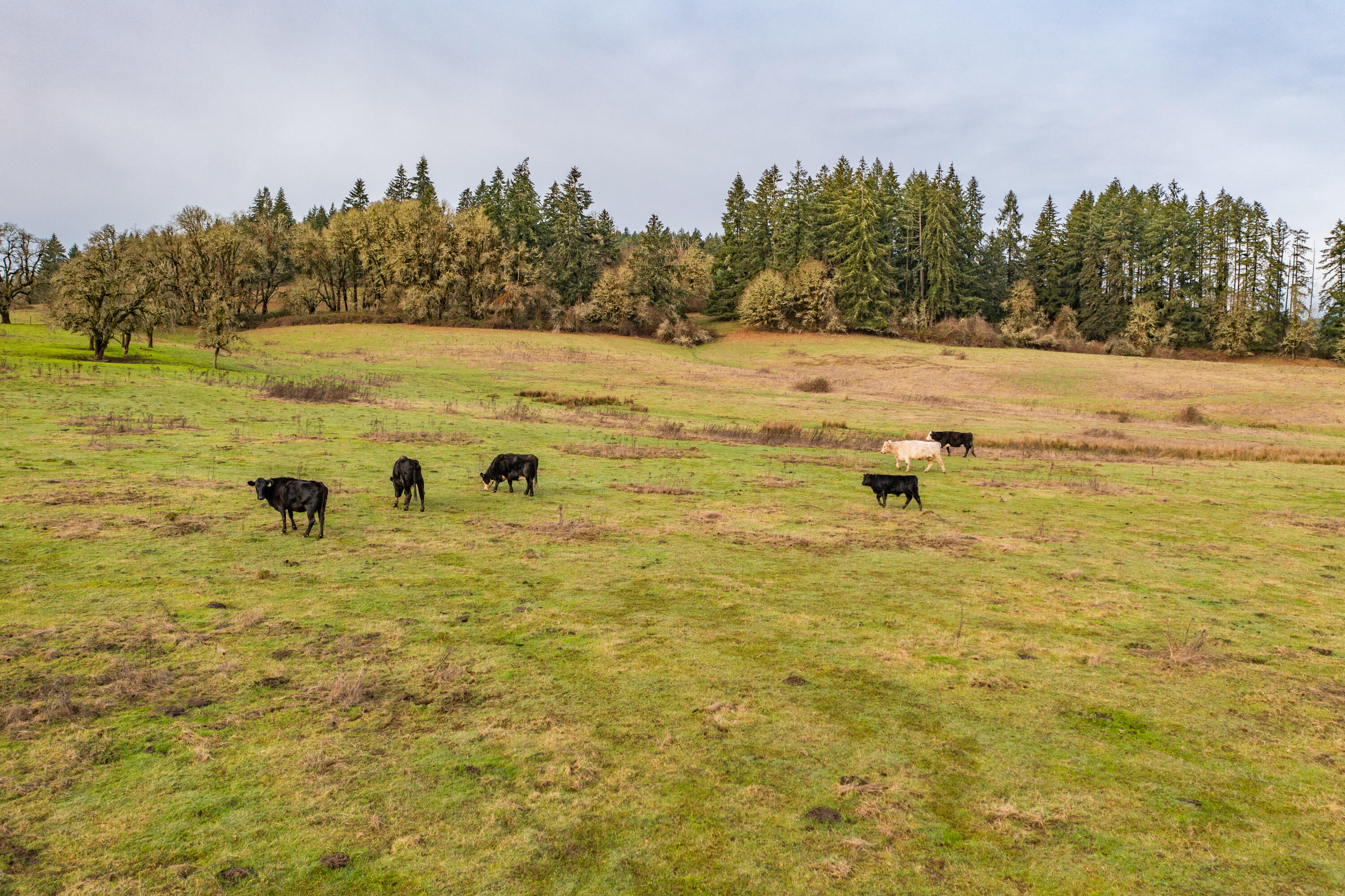 0 Airlie Road Monmouth, OR 97361 - Photo 9 of 33 Export-0821