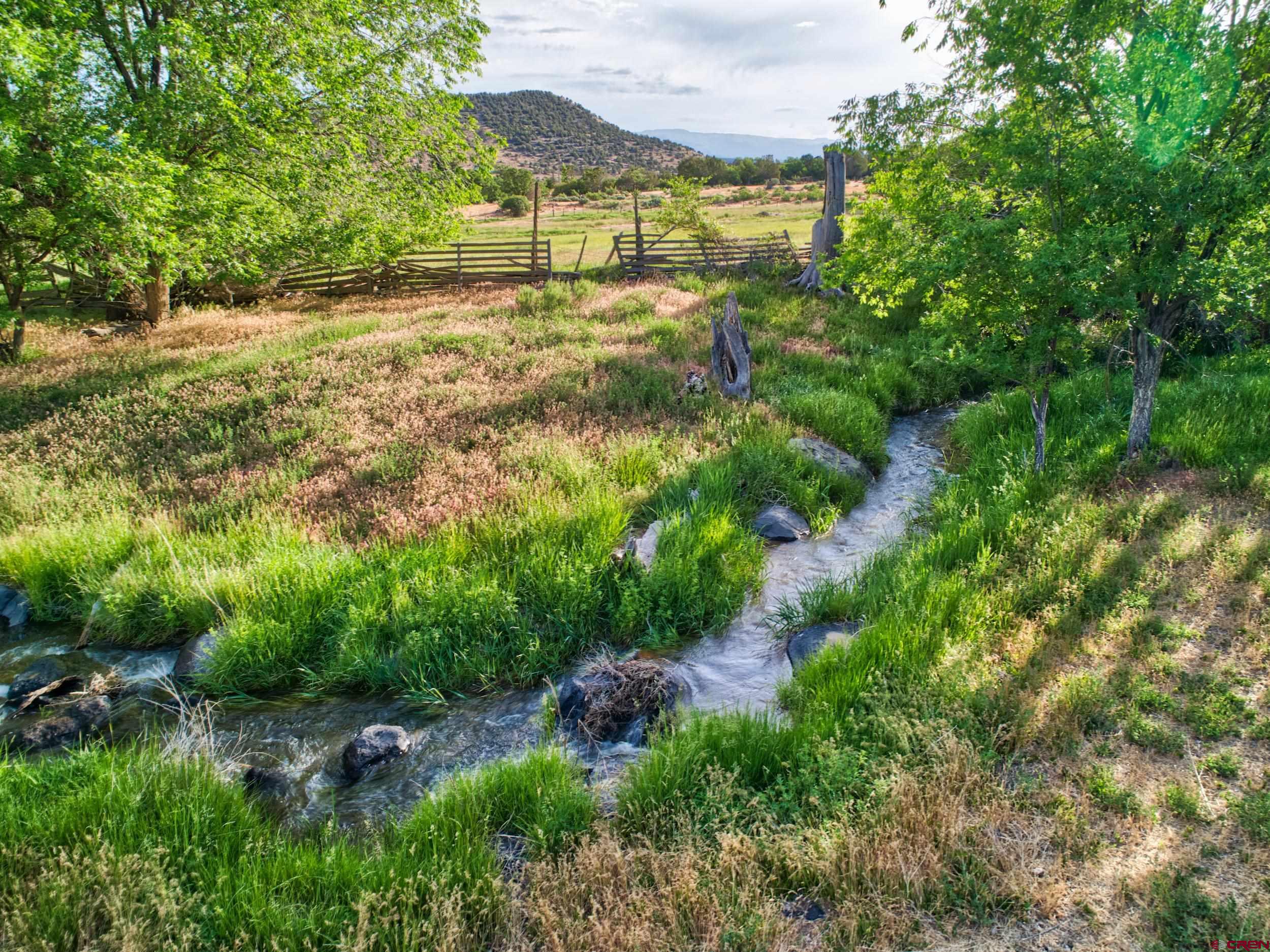 51804 KE Road Mesa, CO 81643 - Photo 7 of 29 a view of a yard with plants and large trees