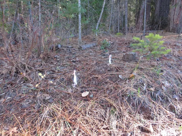 $65,000 | 0 Alta Power House Road, Alta, CA 95701