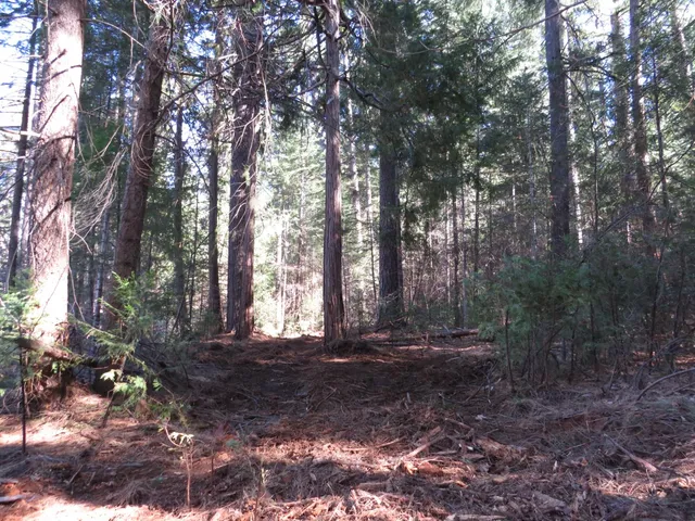 a view of a yard with trees