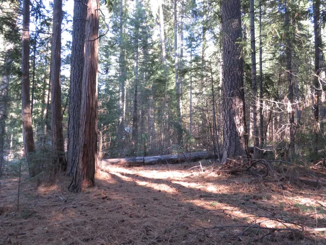 a view of backyard space with trees