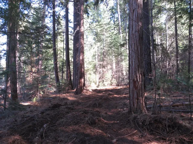a view of a yard with trees in the background