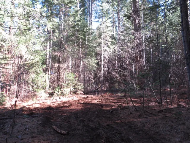 a view of a tree in a yard
