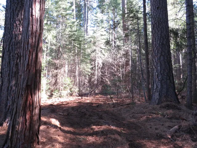 a backyard of a house with lots of green space