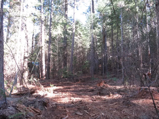 a view of a forest with trees