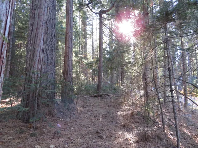 a view of a forest that has large trees