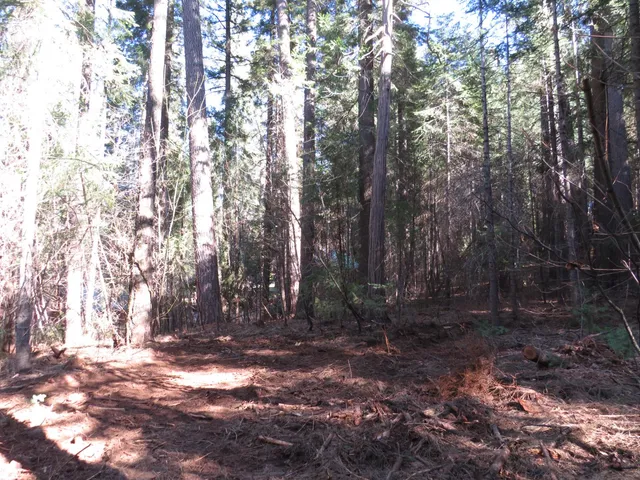 a view of a bunch of trees