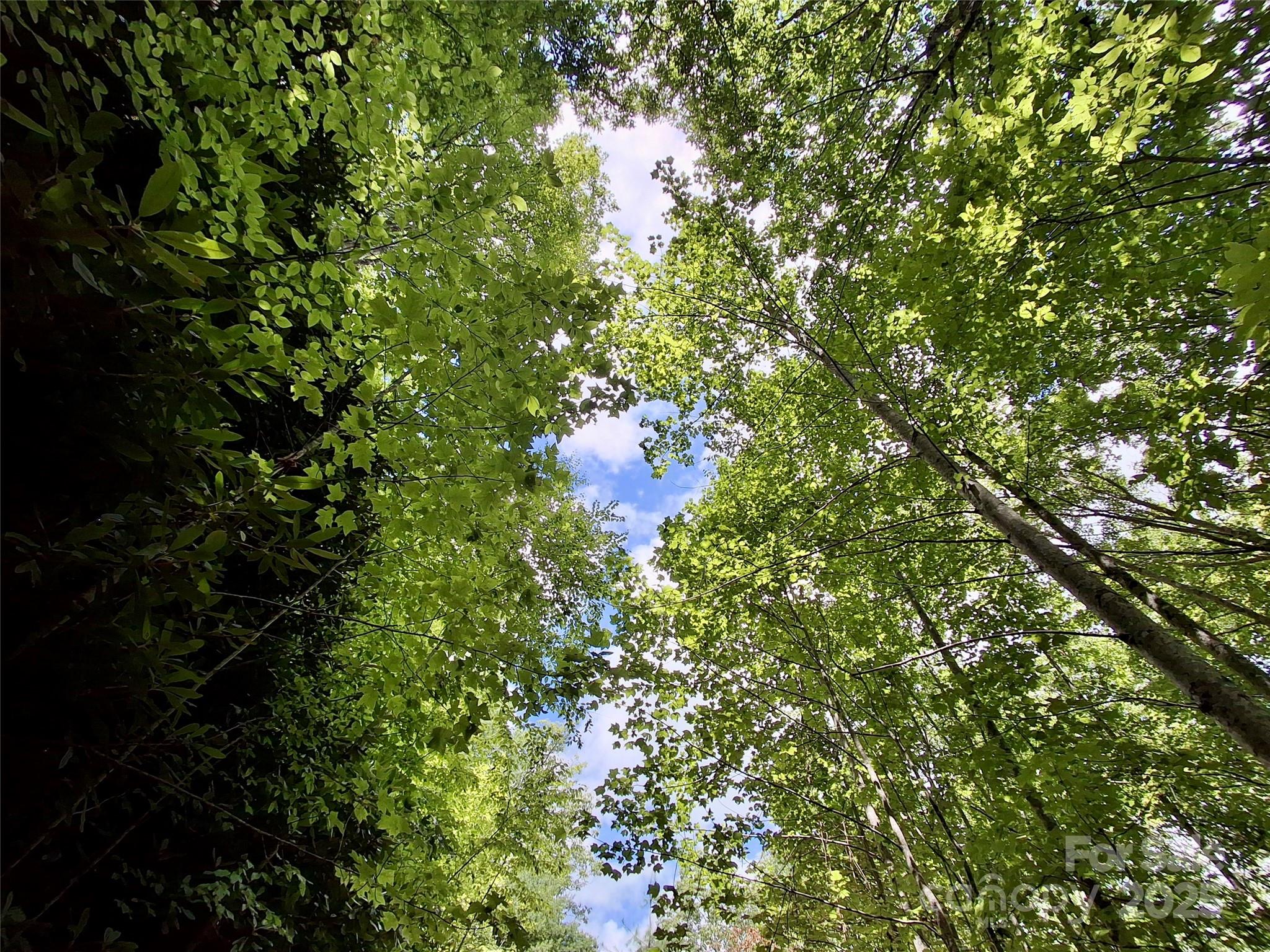 0 Sometimes Creek Road Sylva, NC 28779 - Photo 12 of 17