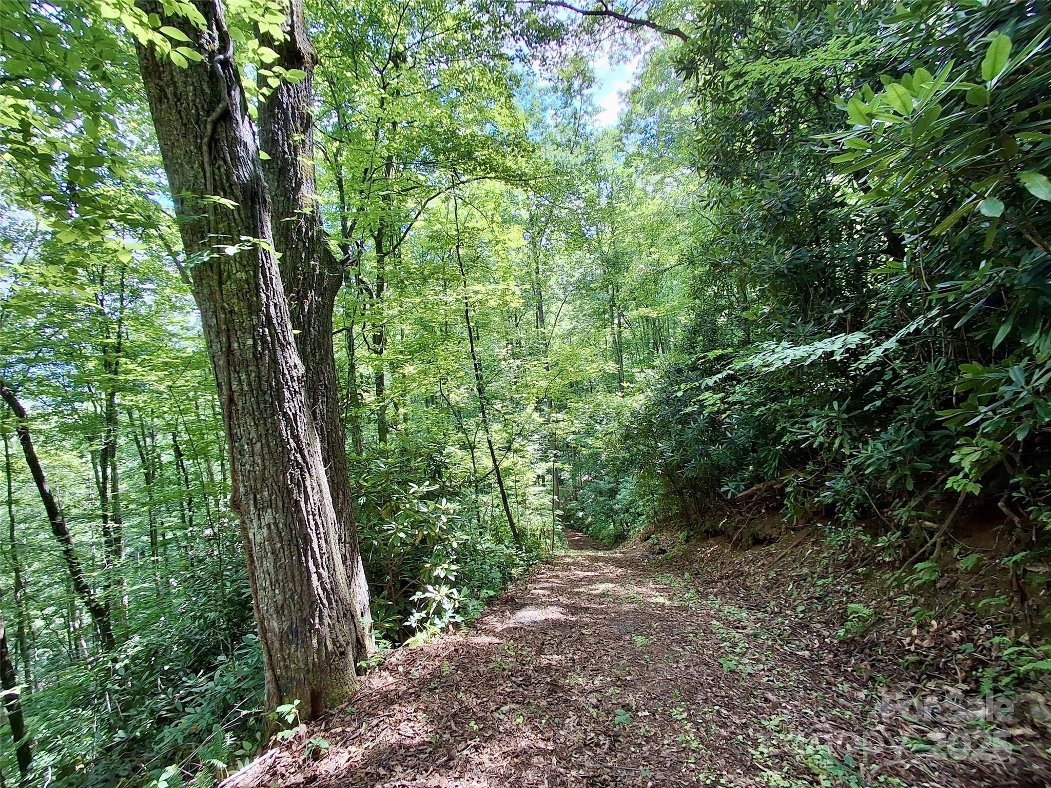 0 Sometimes Creek Road Sylva, NC 28779 - Photo 13 of 17