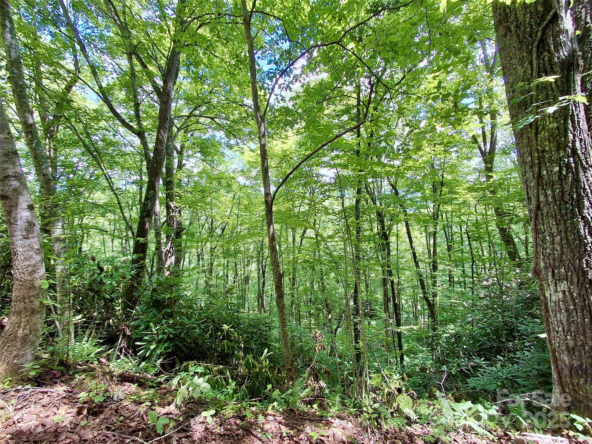 0 Sometimes Creek Road Sylva, NC 28779 - Photo 14 of 17